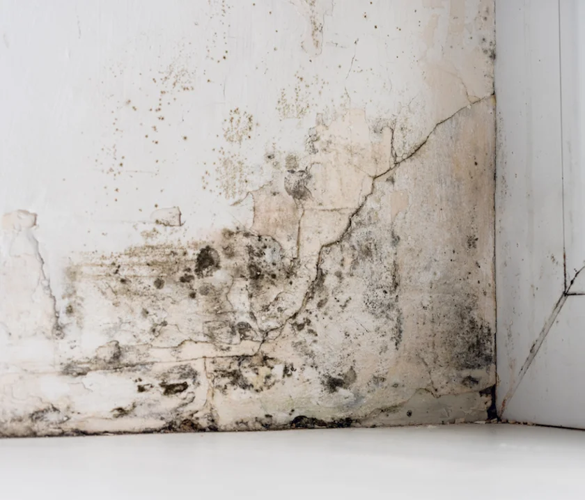 Mold and Mildew Removal: A Comprehensive Guide